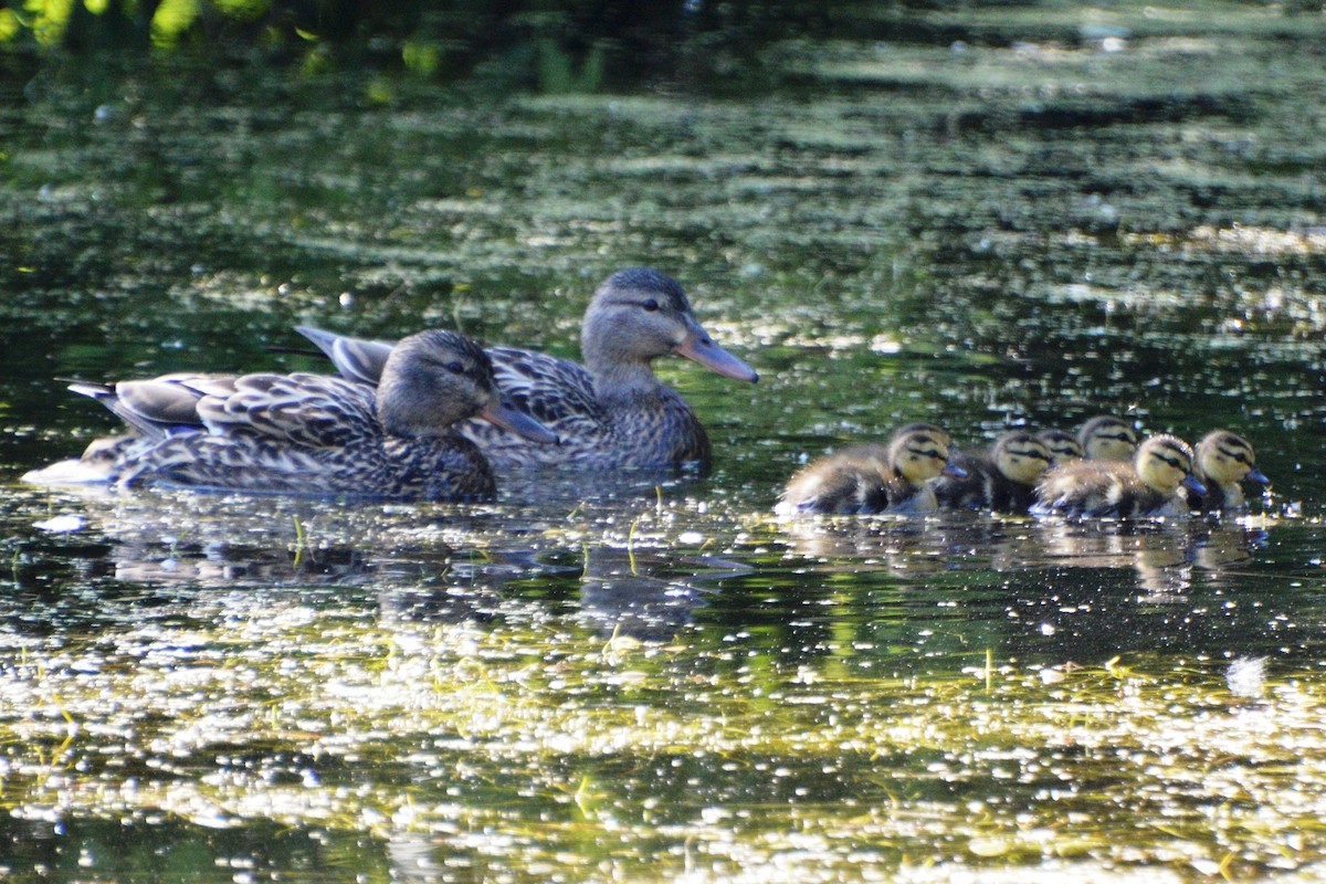 American Black Duck - ML637540632