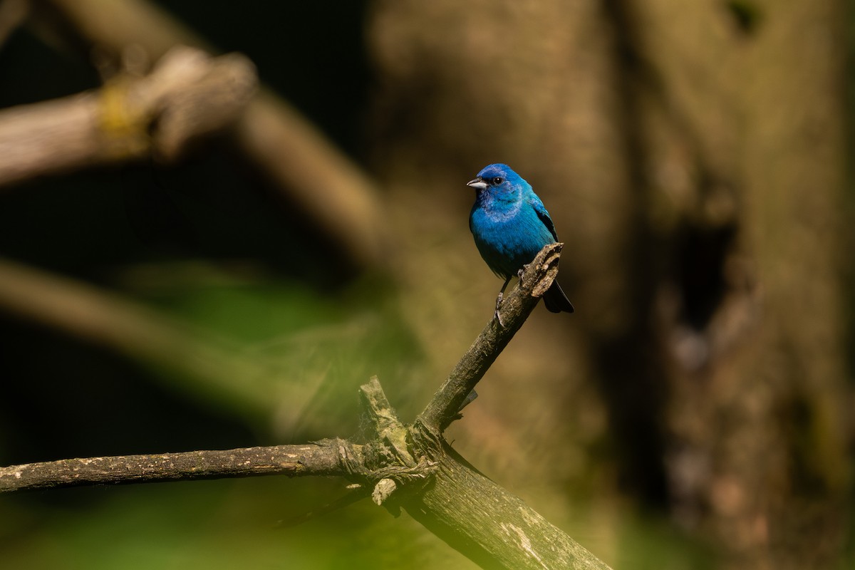Indigo Bunting - ML637540640