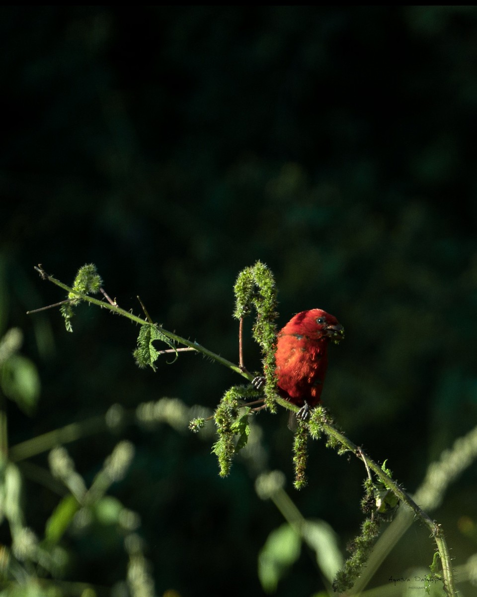 Scarlet Finch - ML637540684