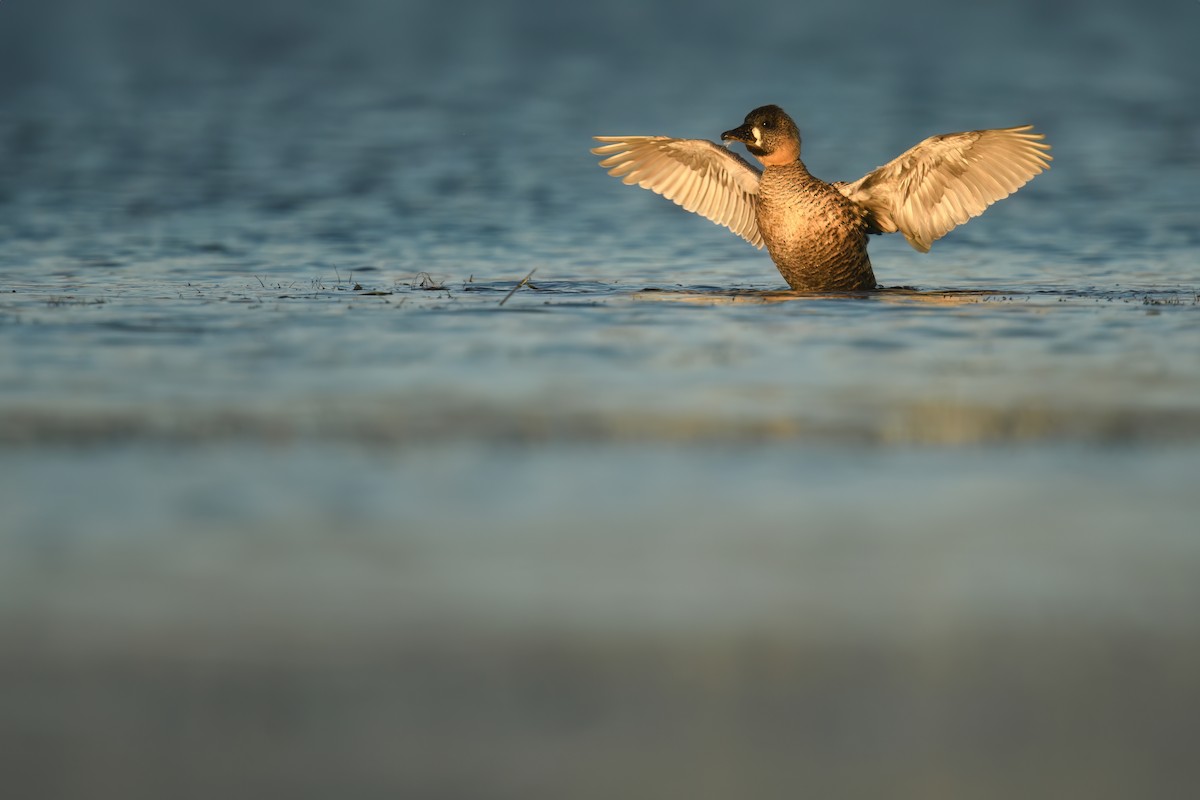 White-backed Duck - ML637540707