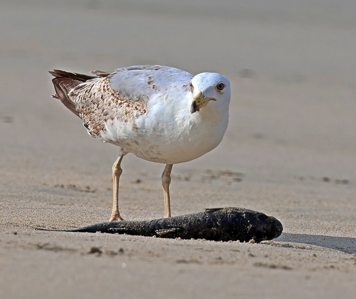 Yellow-legged Gull - ML637540708