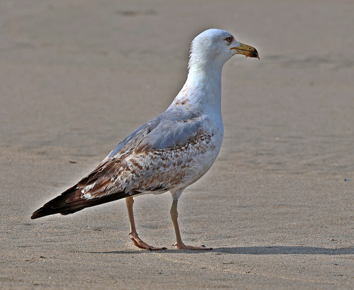 Yellow-legged Gull - ML637540710