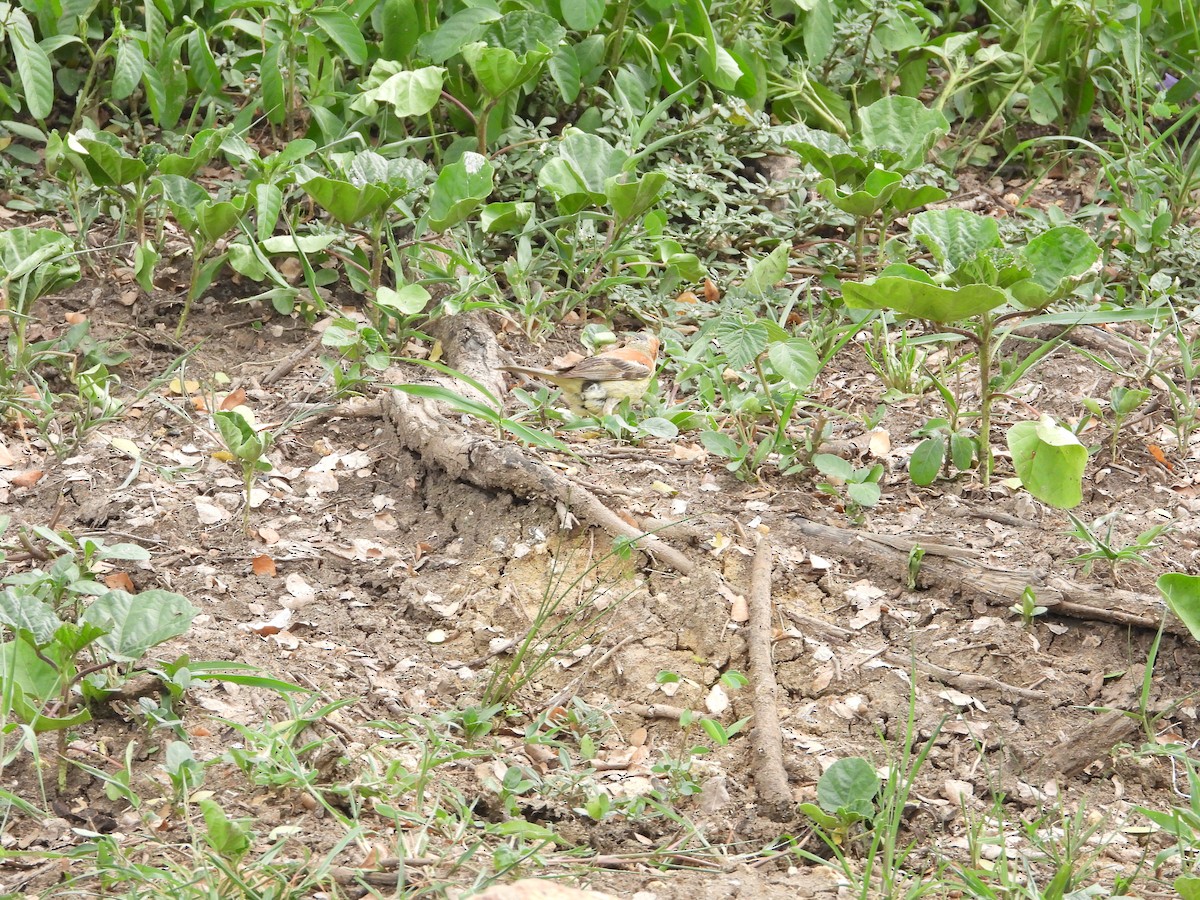 Plain-backed Sparrow - ML637540747