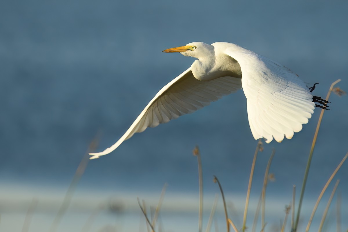 Yellow-billed Egret - ML637540771