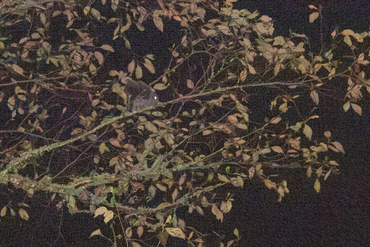 Black-banded Owl - ML637540783