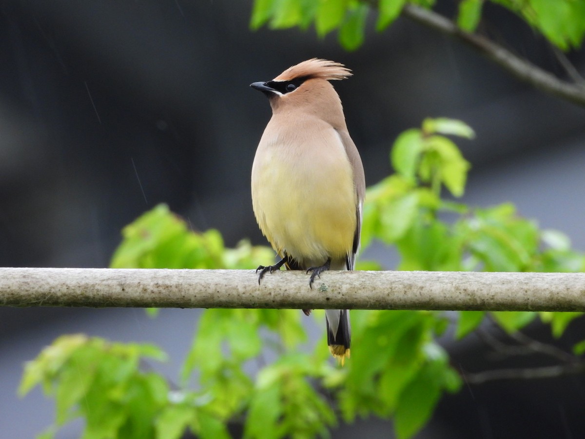 Cedar Waxwing - ML637540784