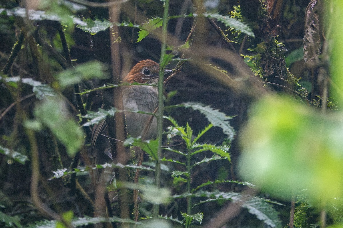White-throated Antpitta - ML637540797