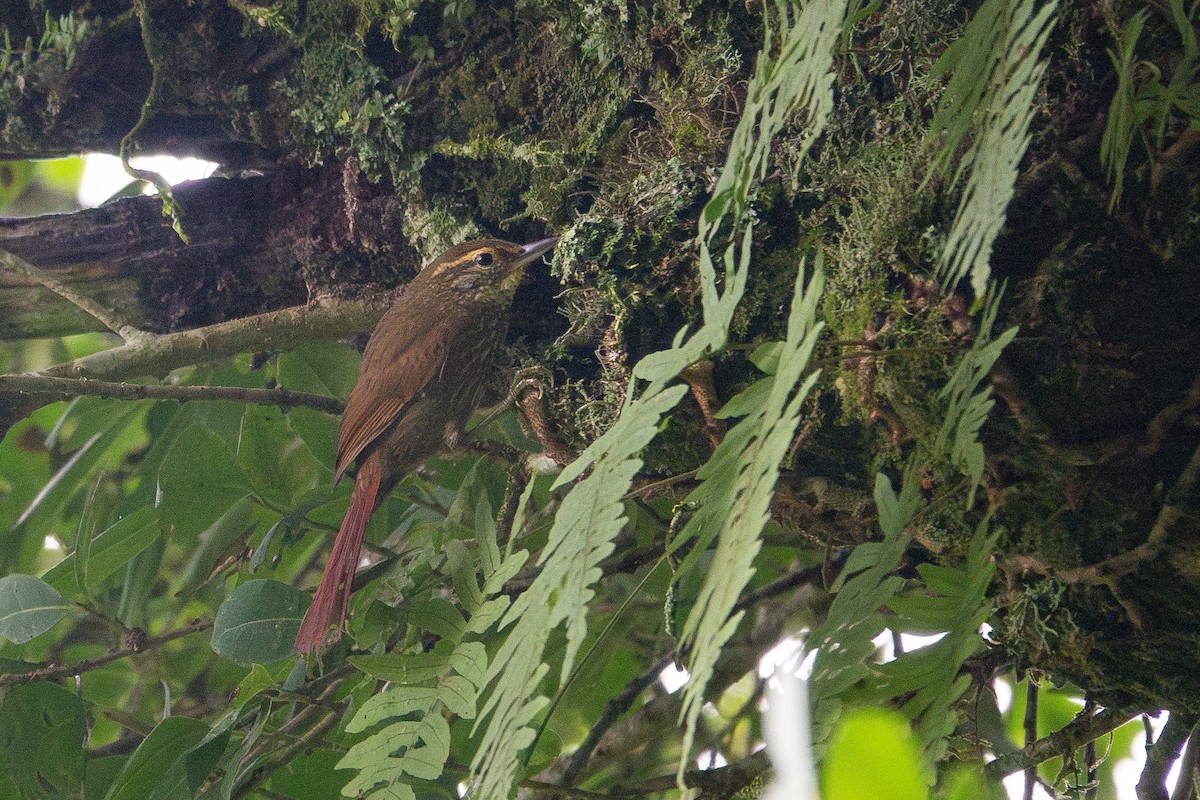 Buff-browed Foliage-gleaner - ML637540822