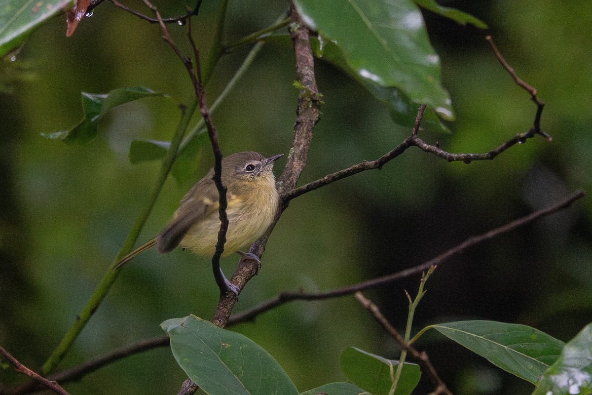 Mottle-cheeked Tyrannulet - ML637540853