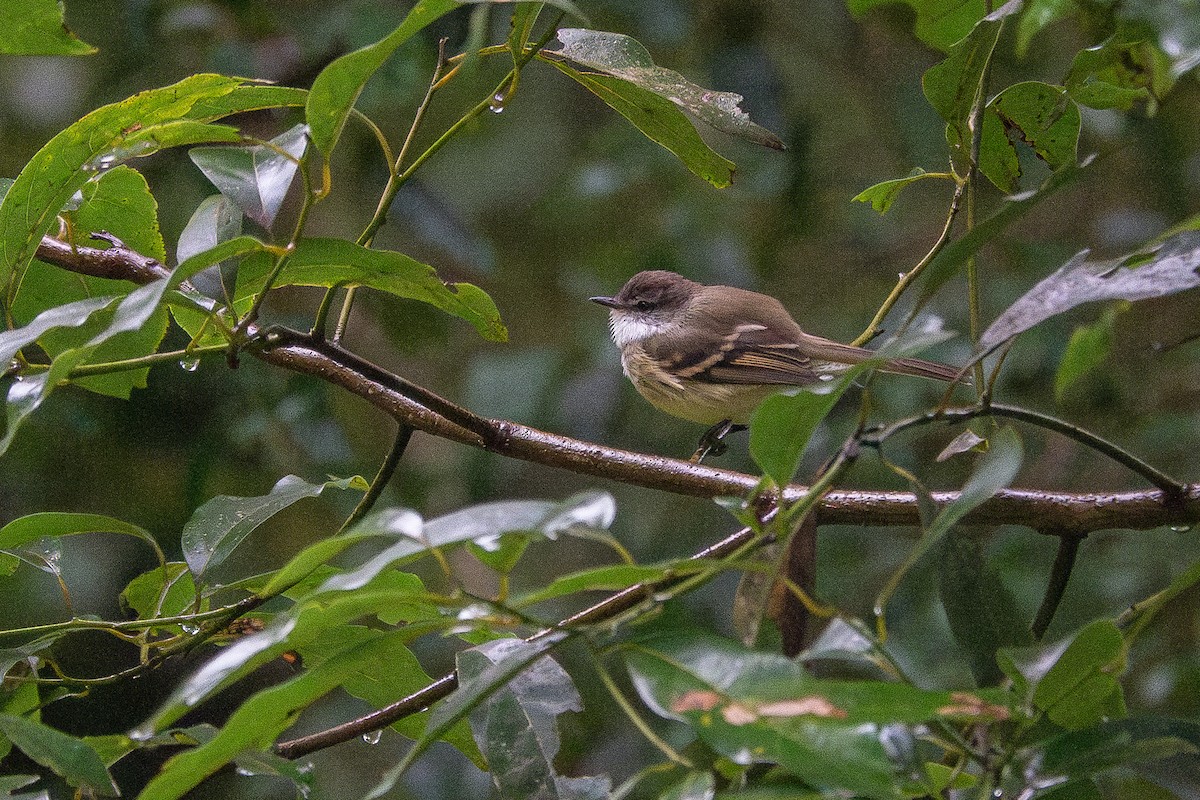 White-throated Tyrannulet - ML637540862