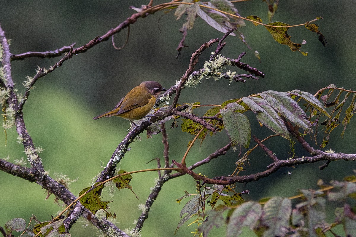 Common Chlorospingus - ML637540886
