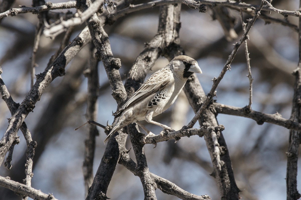 Sociable Weaver - ML637540920