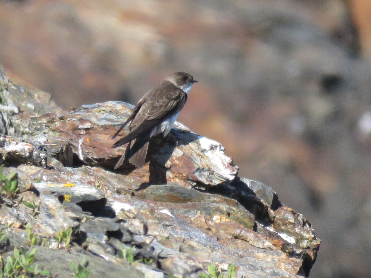 Bank Swallow - ML637540949