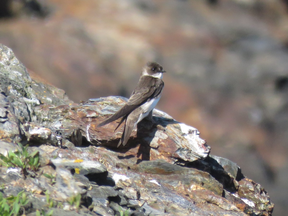 Bank Swallow - ML637540950