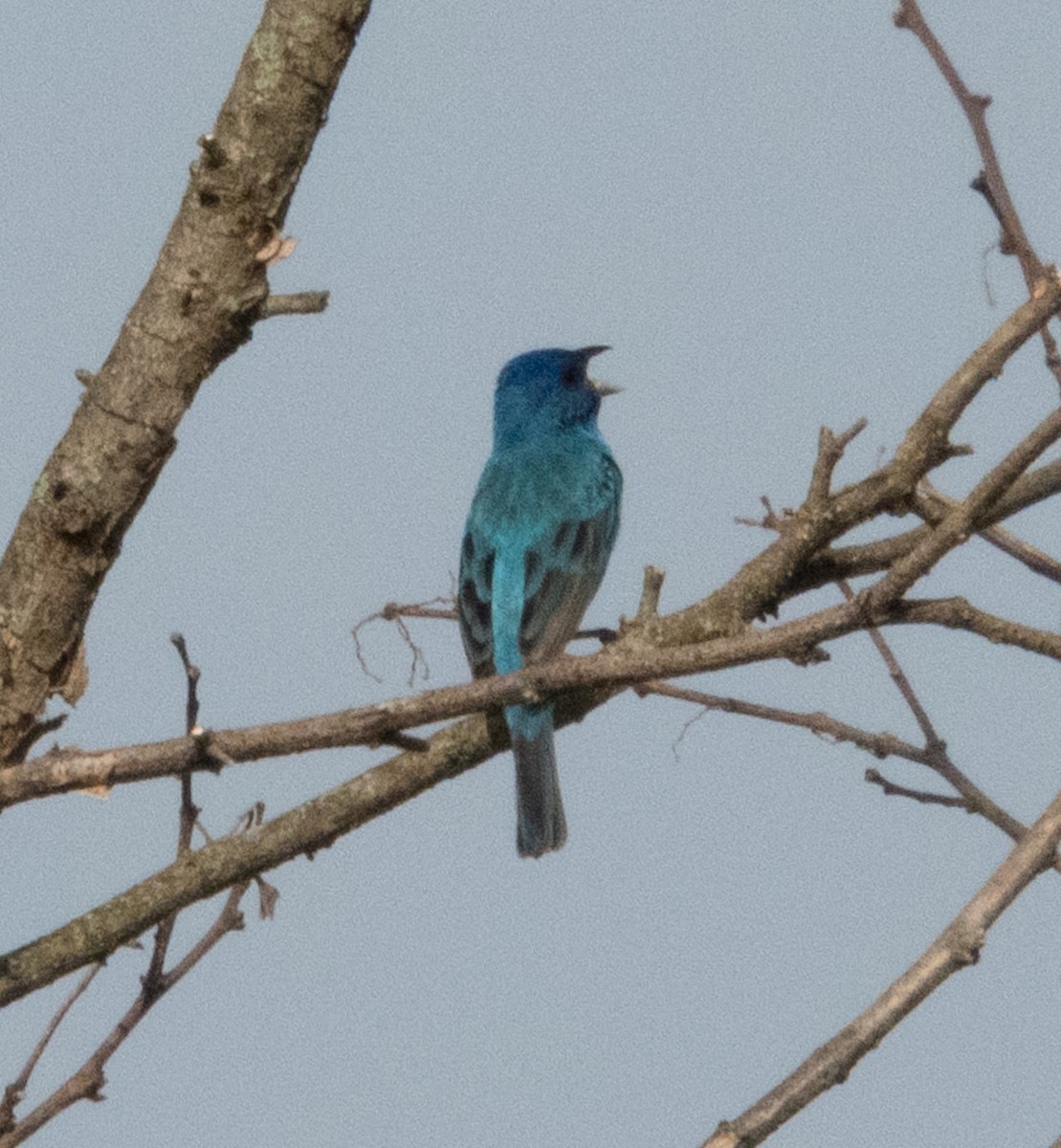 Indigo Bunting - ML637540972