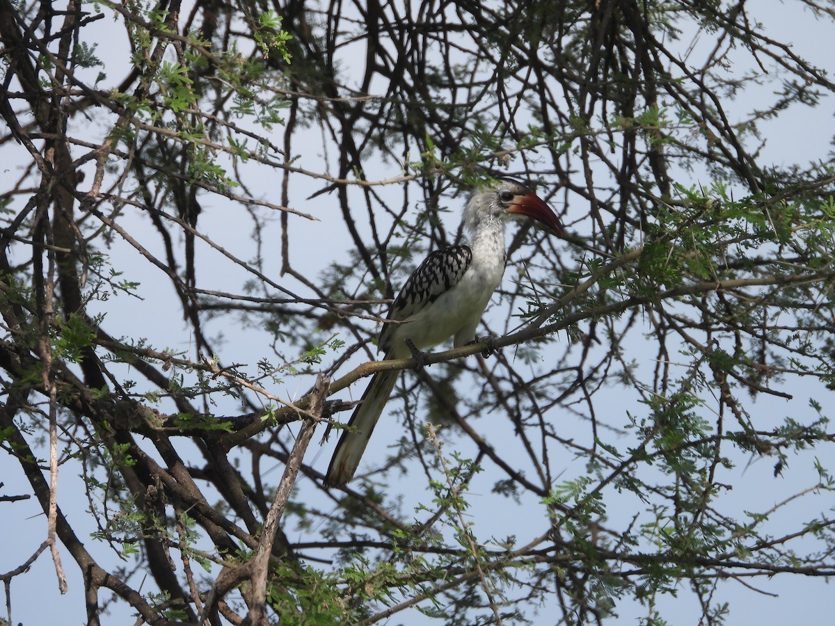 Eastern Yellow-billed Hornbill - ML637540975