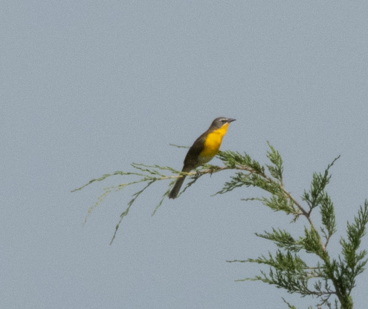 Yellow-breasted Chat - ML637540977
