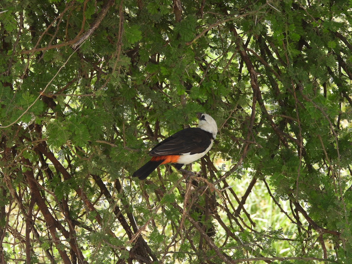 White-headed Buffalo-Weaver - ML637541038
