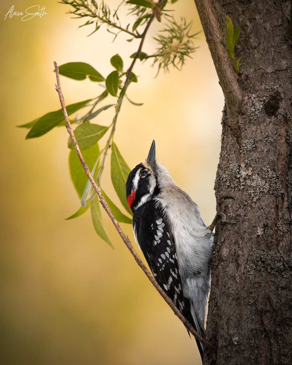 Downy Woodpecker - ML637541073