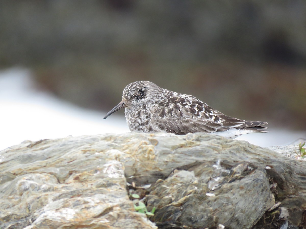 Purple Sandpiper - ML637541151