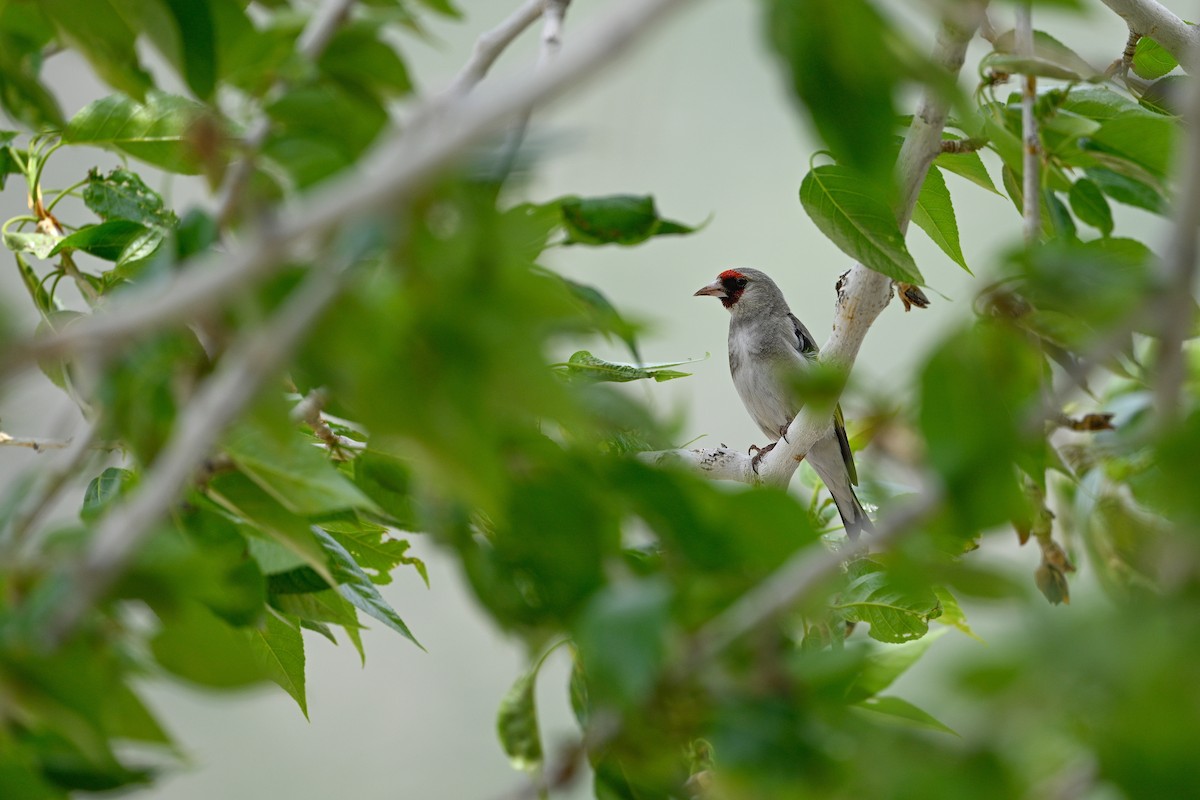 Gray-crowned Goldfinch - ML637541161