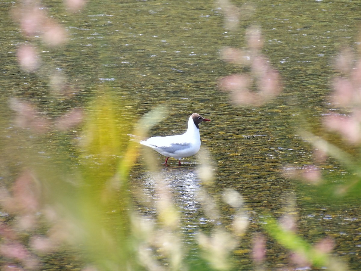 Black-headed Gull - ML637541190