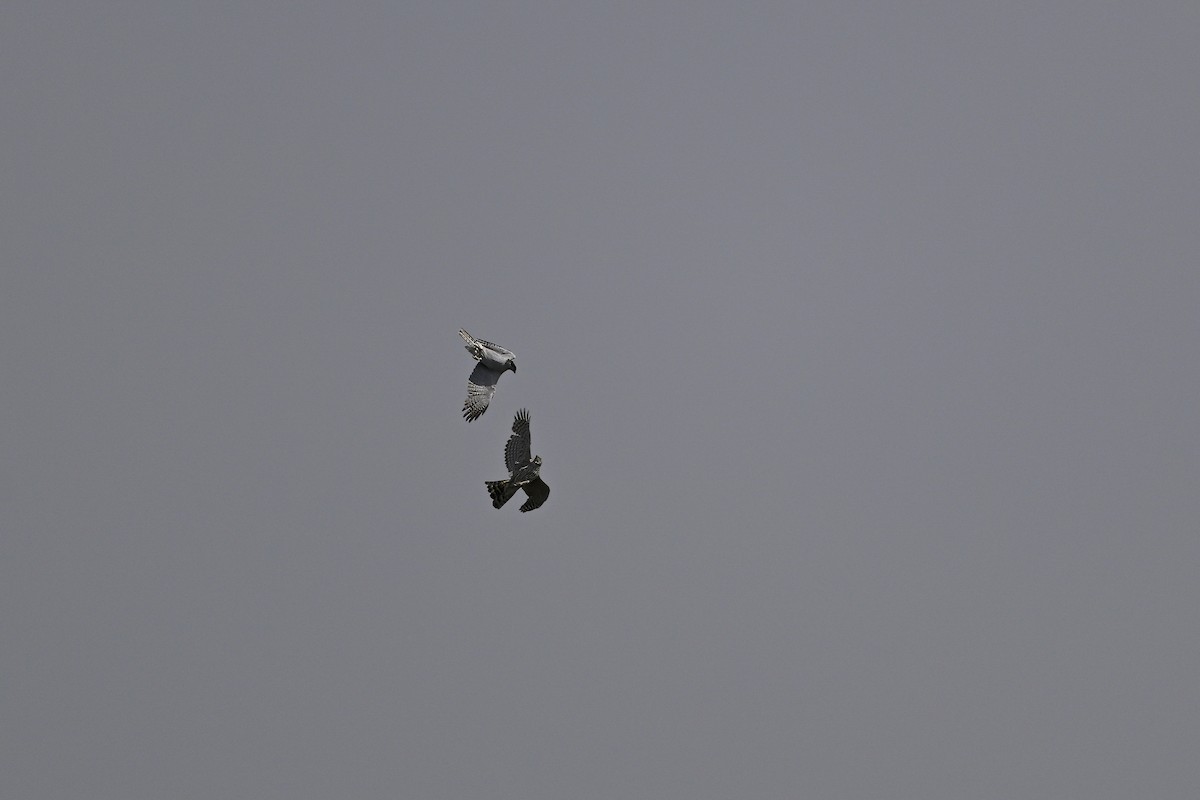 Eurasian Goshawk - ML637541249