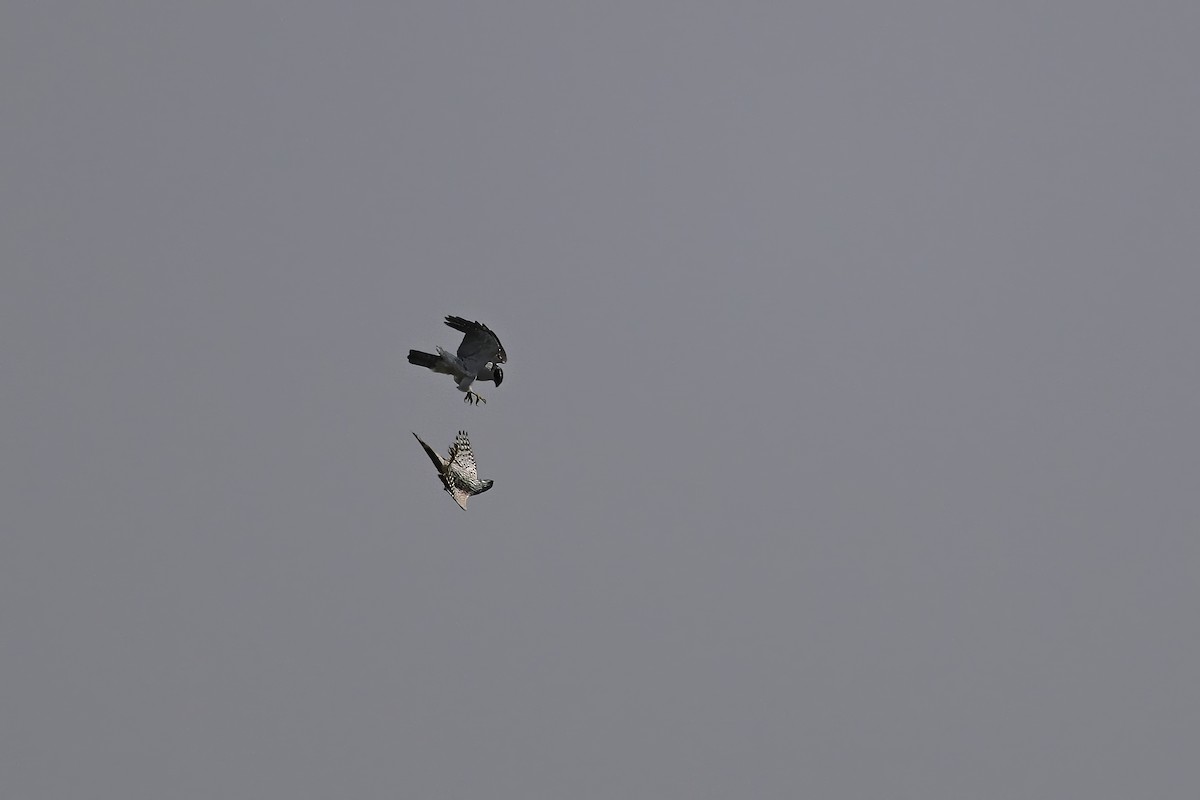 Eurasian Goshawk - ML637541250