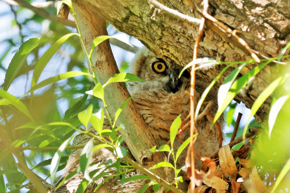 Great Horned Owl - ML637541298