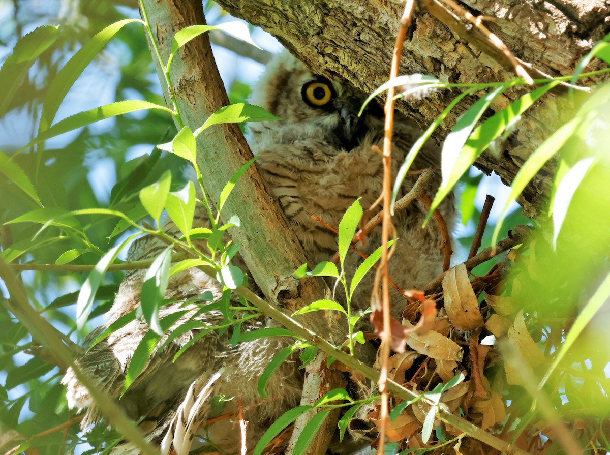 Great Horned Owl - ML637541299