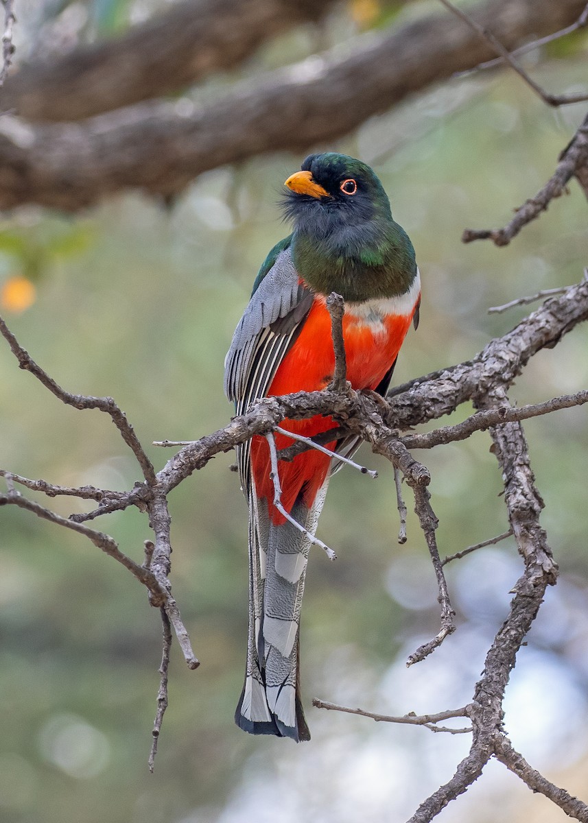 Elegant Trogon (Coppery-tailed) - ML637541315