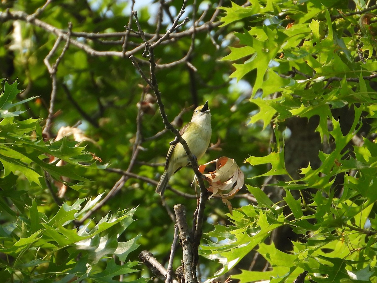 White-eyed Vireo - ML637541325