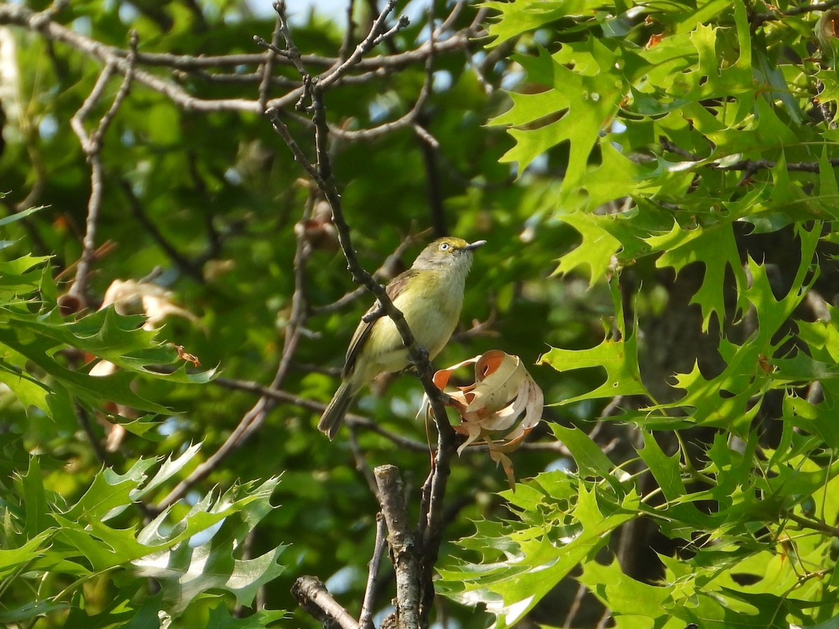 White-eyed Vireo - ML637541326
