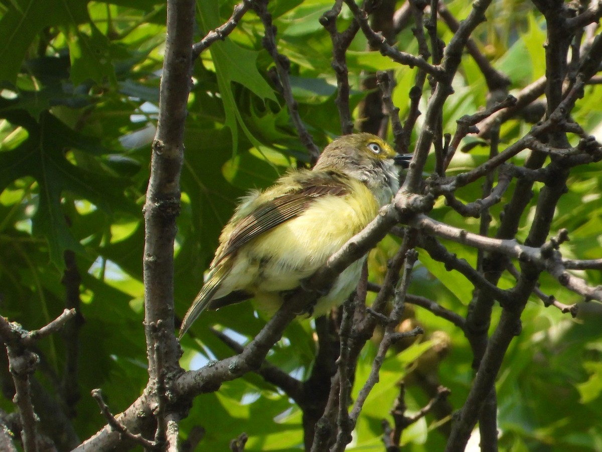 White-eyed Vireo - ML637541327