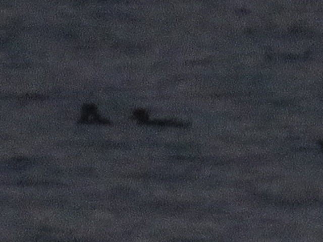 Black Scoter - ML637541354