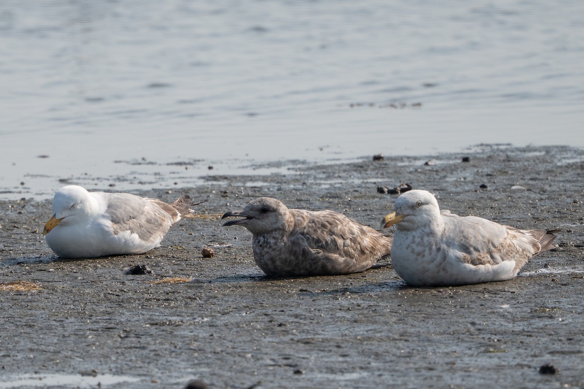 American Herring Gull - ML637541382