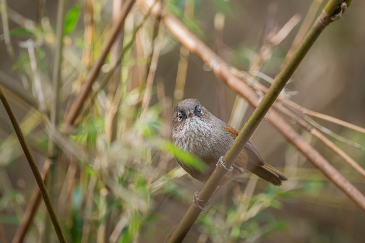 Taiwan Fulvetta - ML637541383