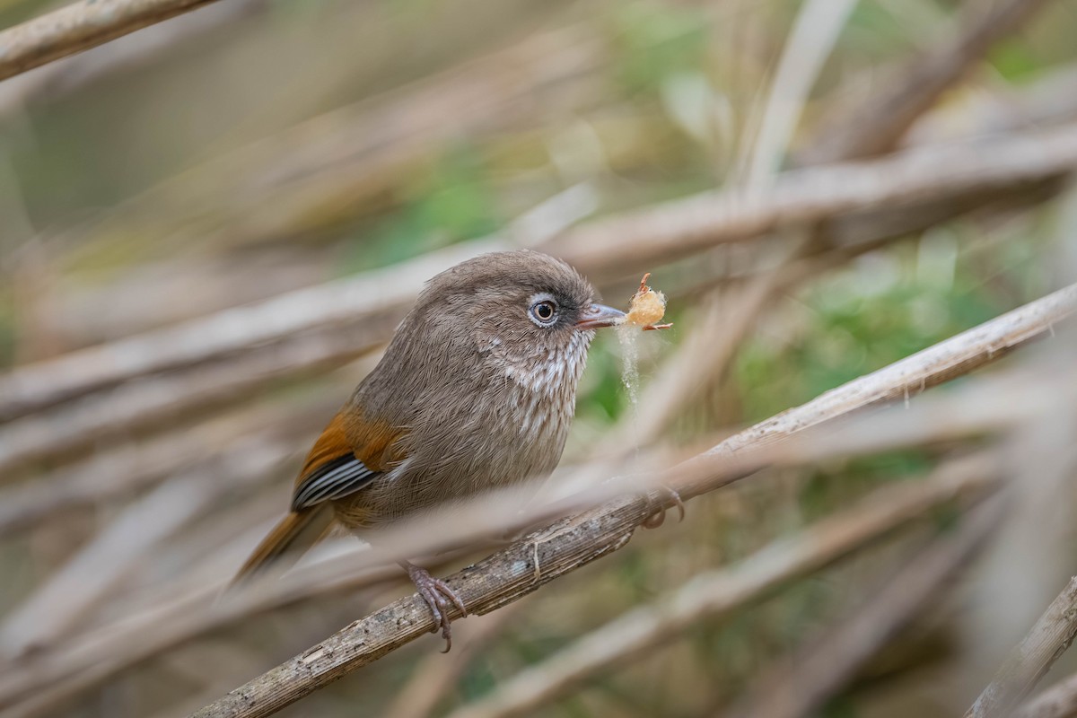 Taiwan Fulvetta - ML637541384