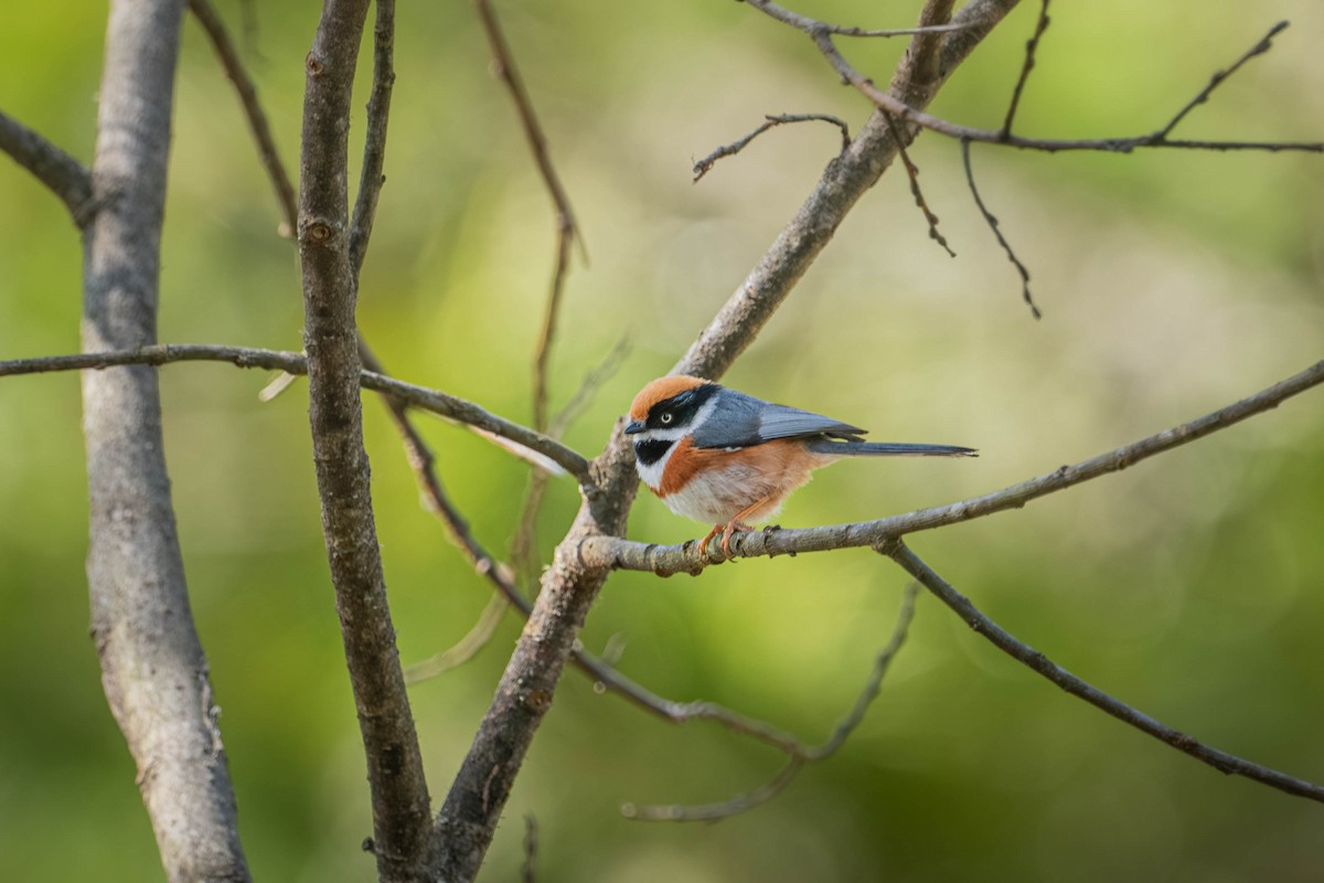 Black-throated Tit - ML637541406