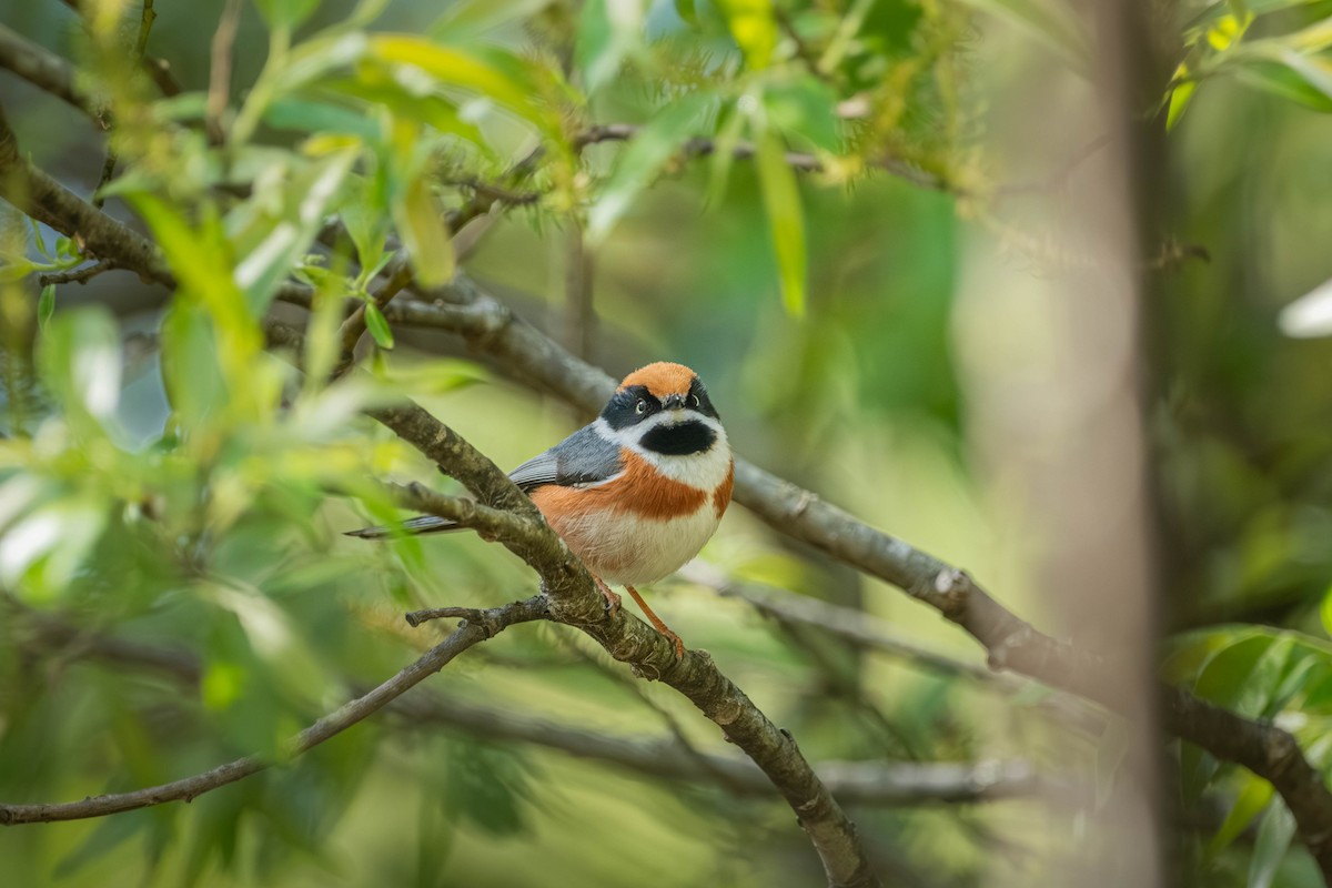 Black-throated Tit - ML637541407