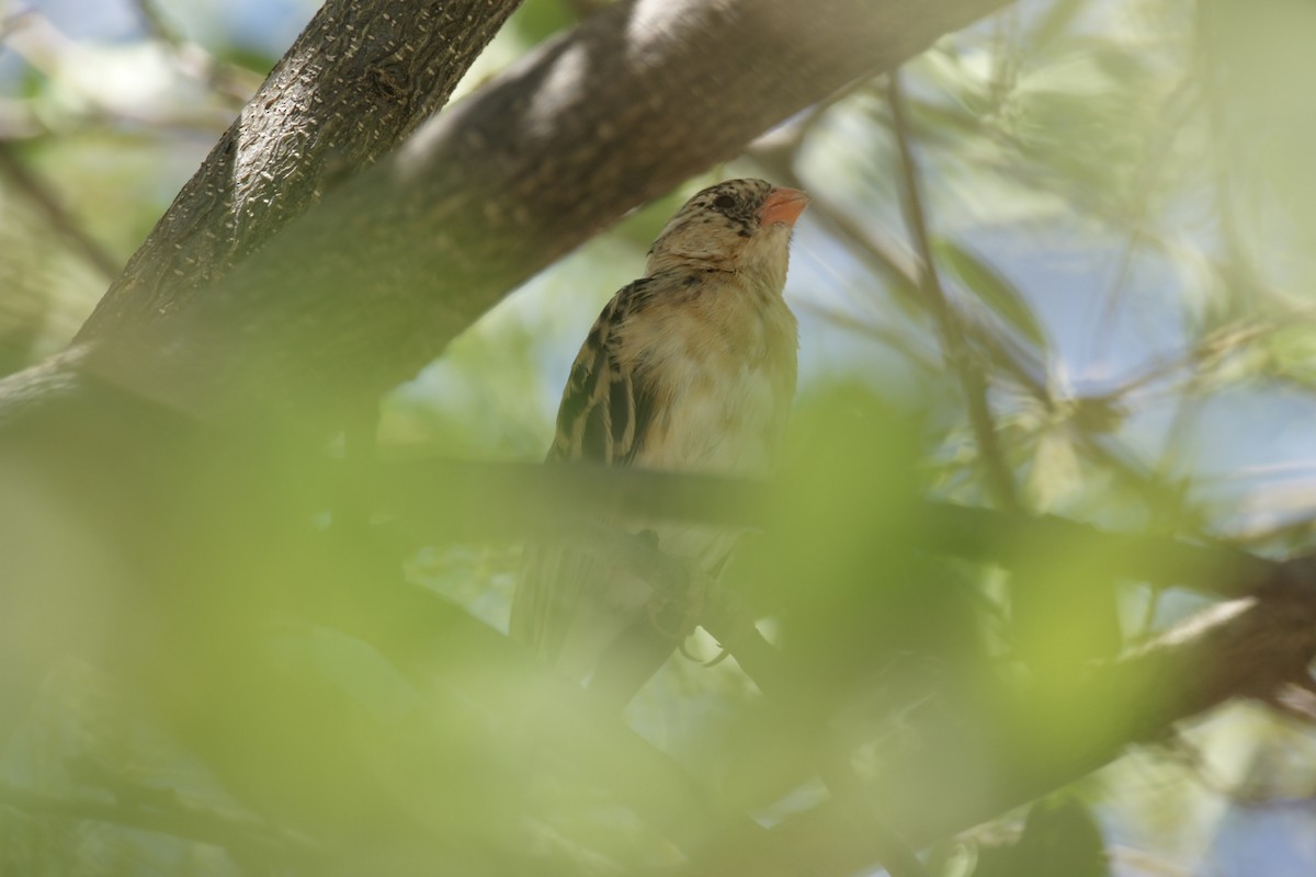 Shaft-tailed Whydah - ML637541412