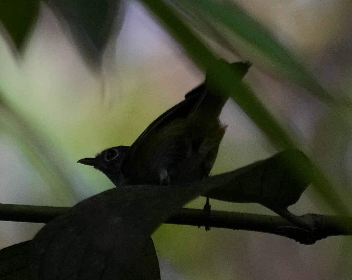 Chestnut-crowned Warbler - ML637541413