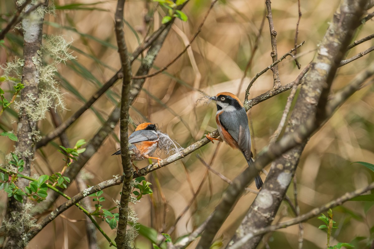 Black-throated Tit - ML637541414