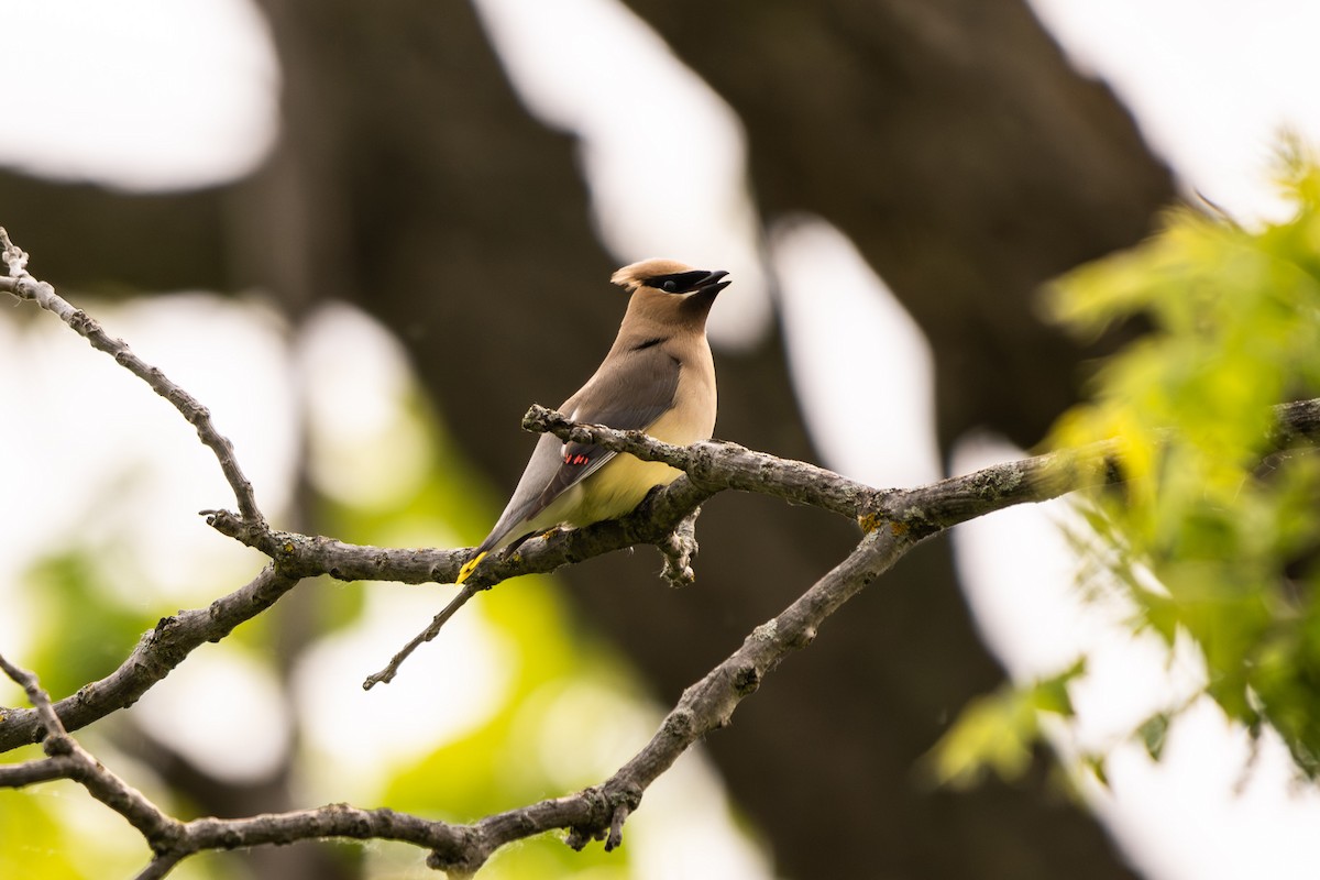 Cedar Waxwing - ML637541422