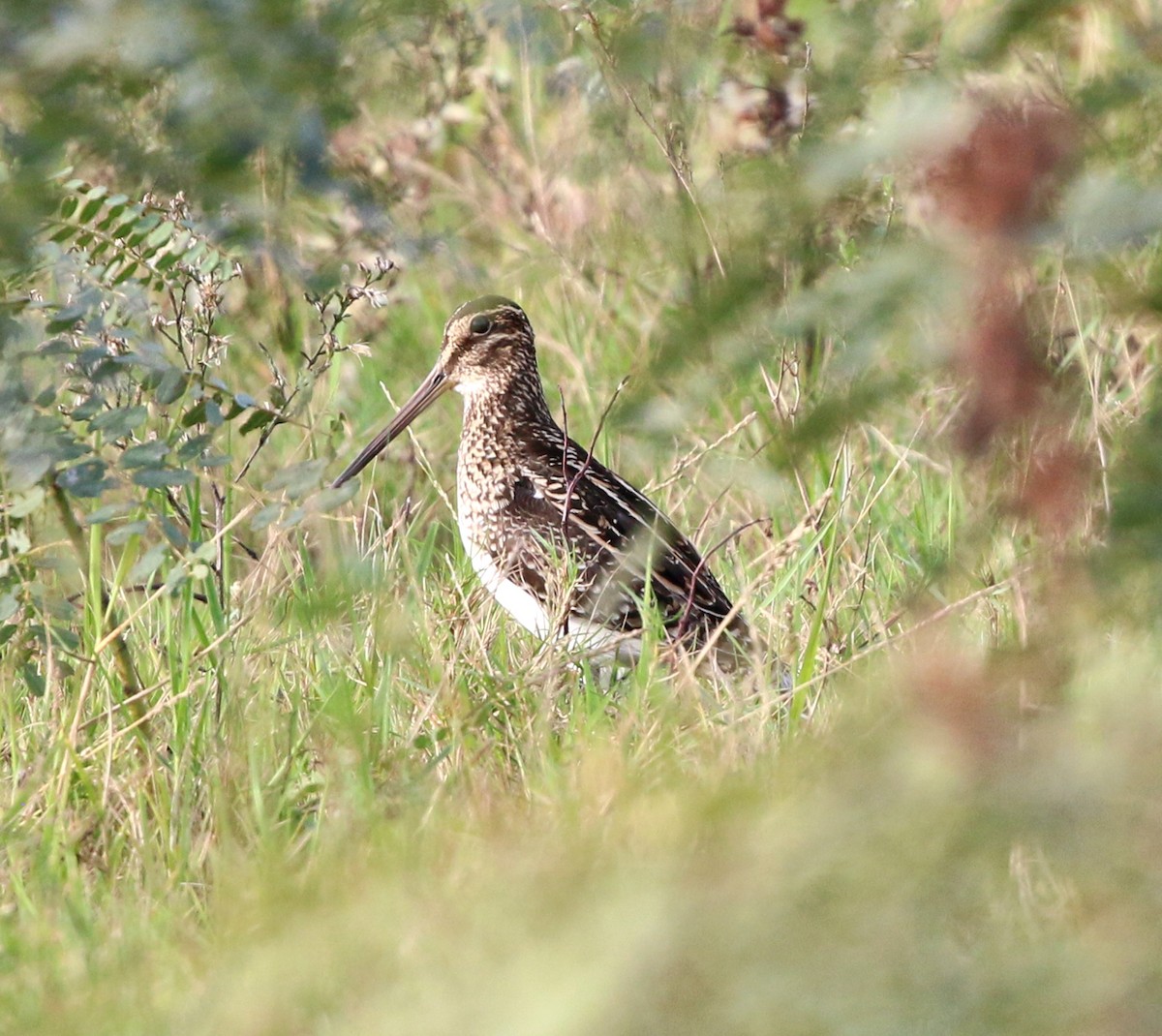 Pantanal Snipe - ML637541437