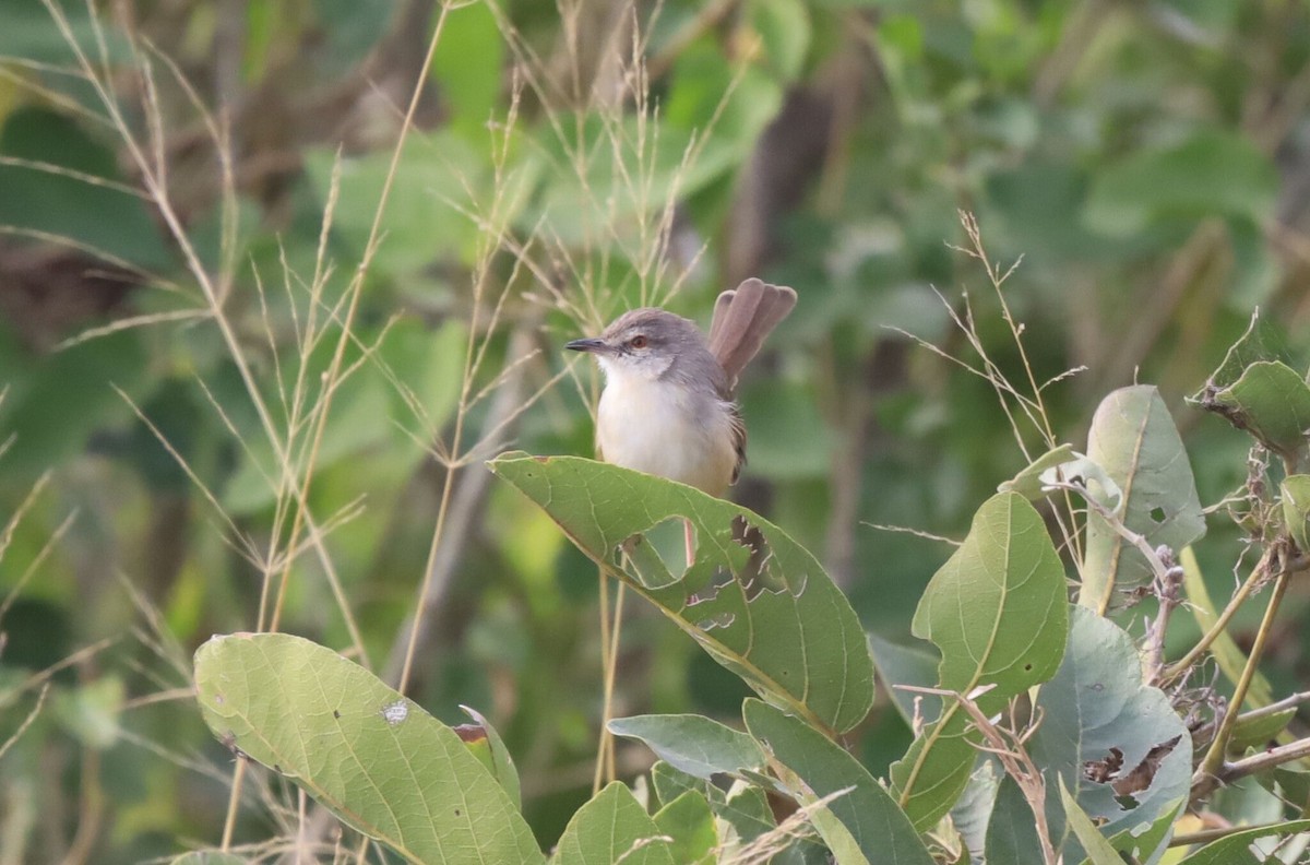 Tawny-flanked Prinia - ML637541449