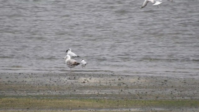 Mediterranean Gull - ML637541451
