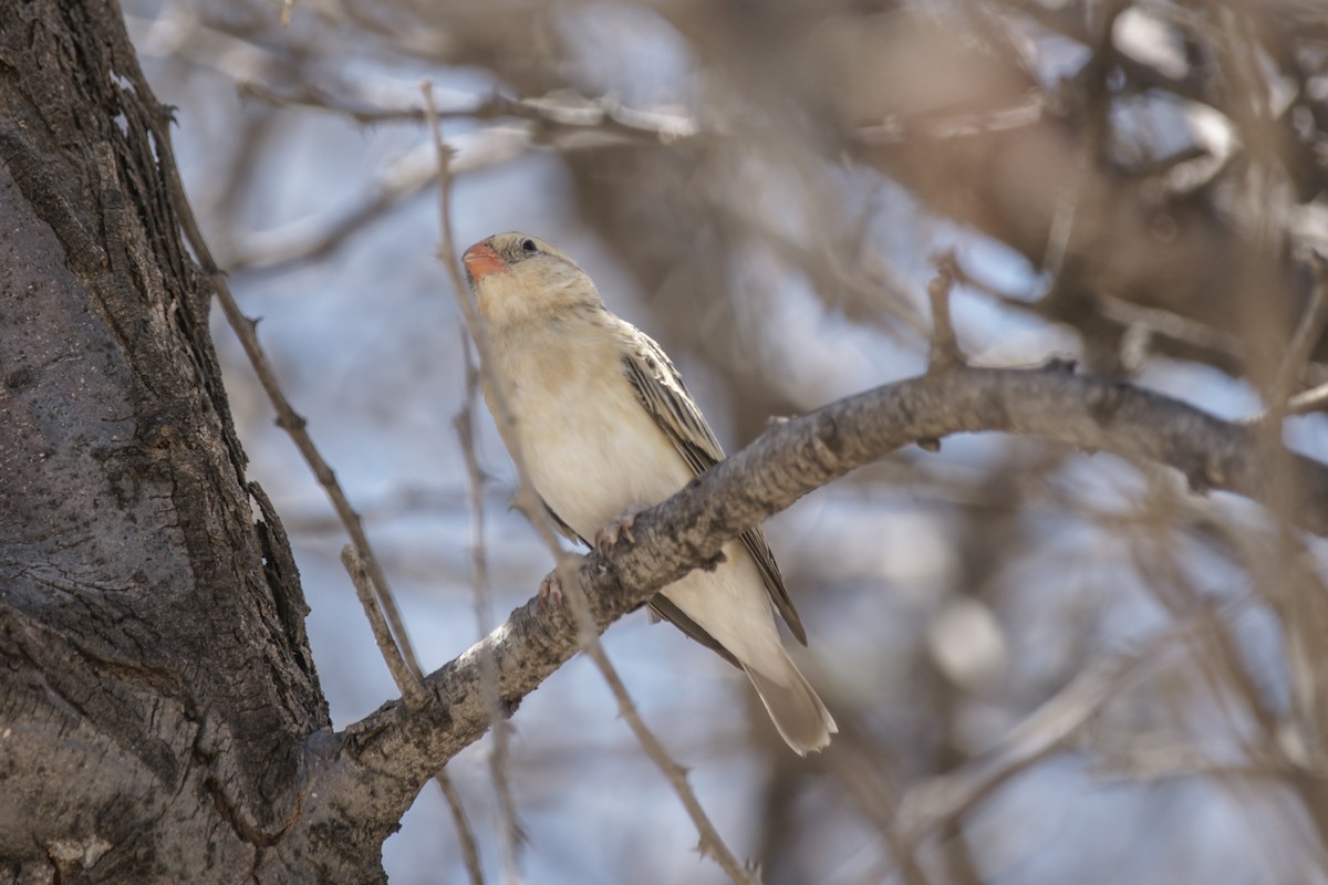 Shaft-tailed Whydah - ML637541464