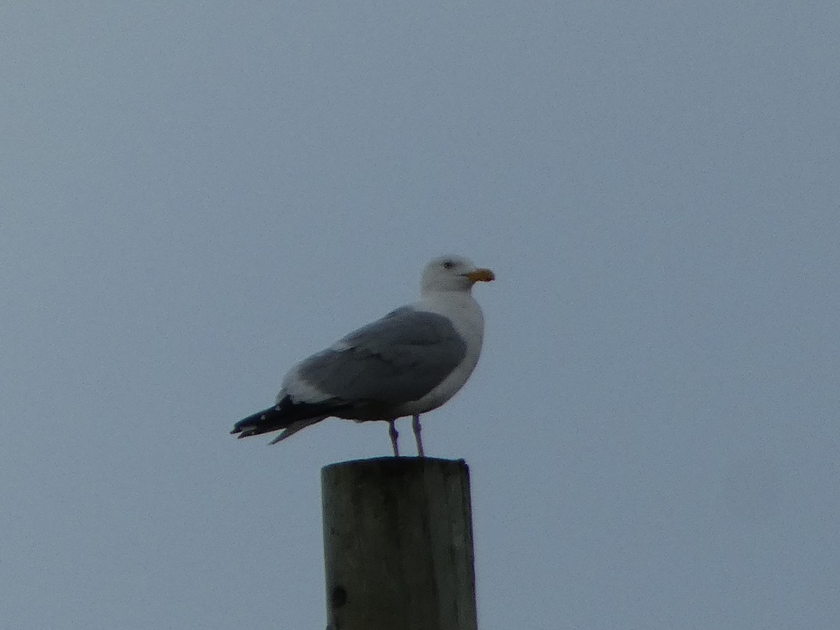 American Herring Gull - ML637541502