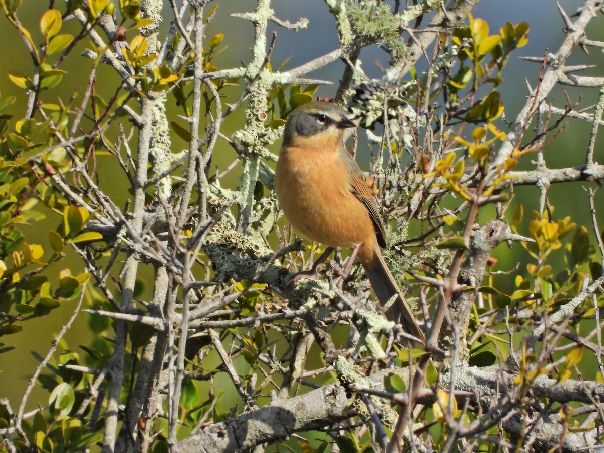 Long-tailed Reed Finch - ML637541505